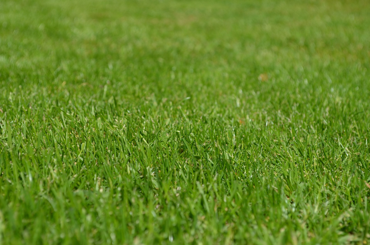 Grass Gang Gallery