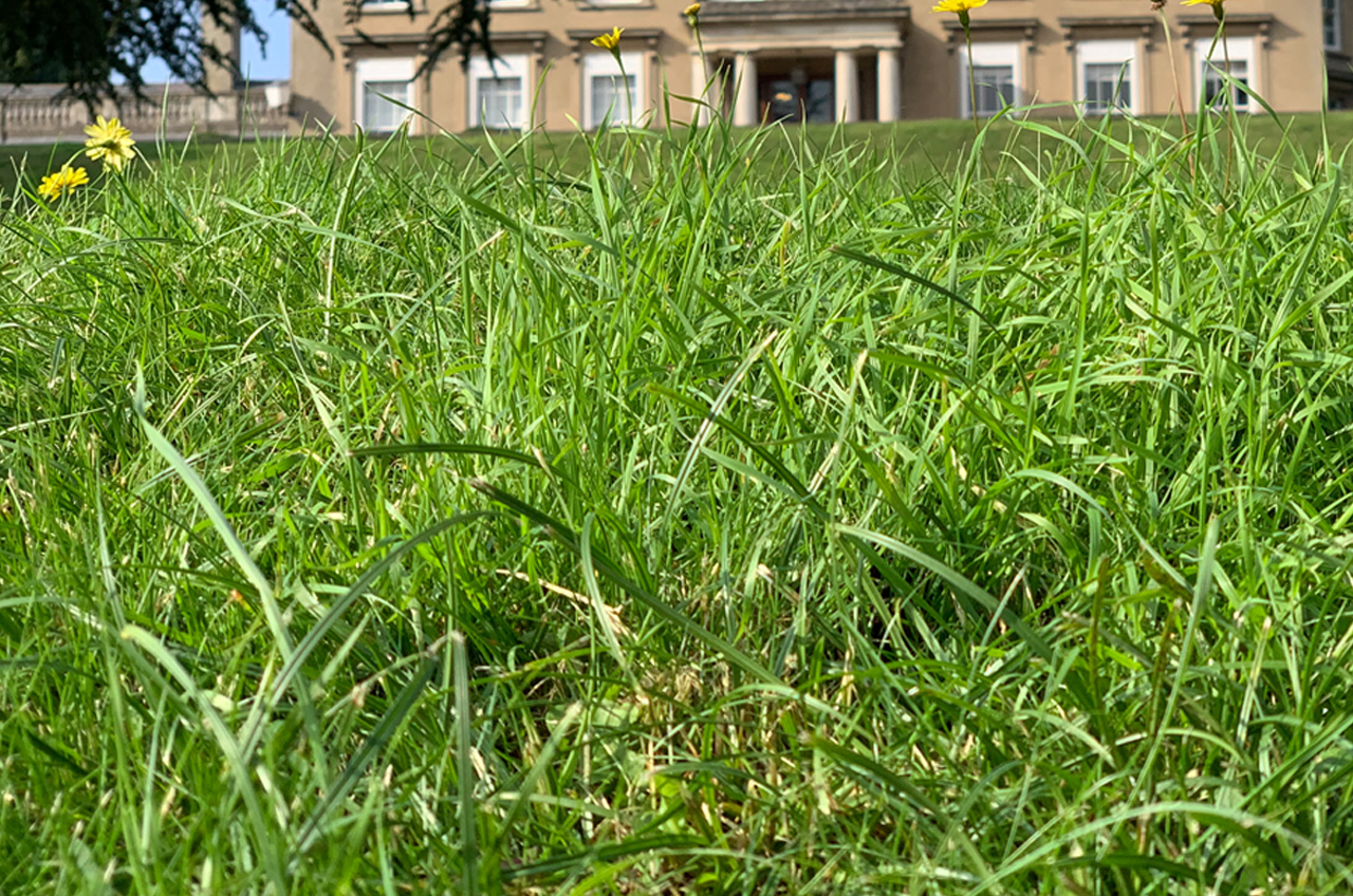 Grass Gang Gallery
